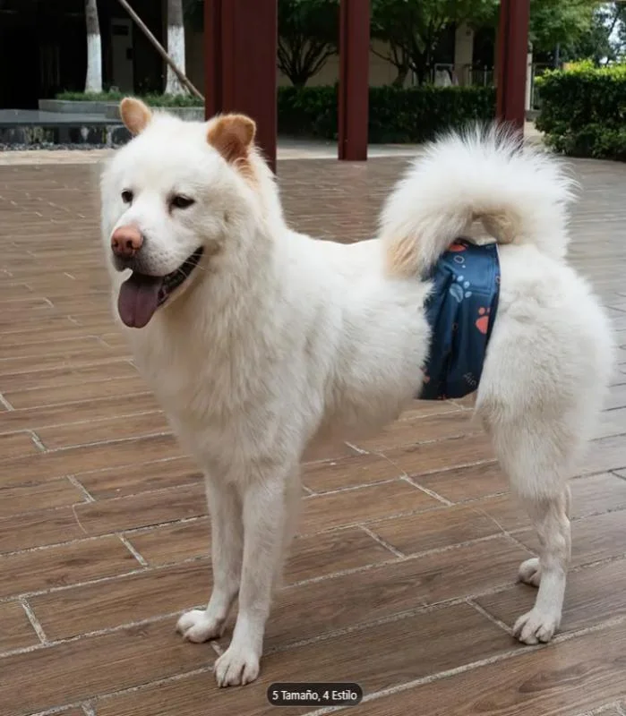 Pañal reutilizable para perro macho talla M