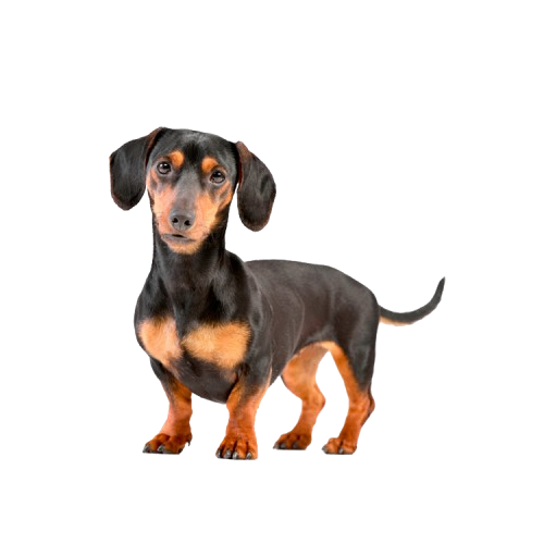 Alimento Gerolamo Perro Adulto Raza Pequeña 2.7 kg - Imagen 2